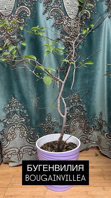 plants: Комнатные растения в горшках: 1) Хамедорея (Chamaedorea) - Тонкий — 5