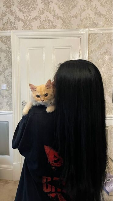 отдам в хорошие руки котенка: В добрые руки