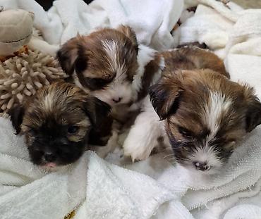 Продажа собак: ПРОДАЮТСЯ ЩЕНКИ ШИ-ТЦУ!!! 3 мальчика и 2 — 8