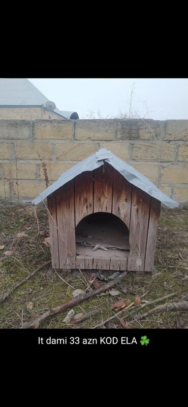 İtlər: 3 ay, Dişi, Peyvəndli — 21