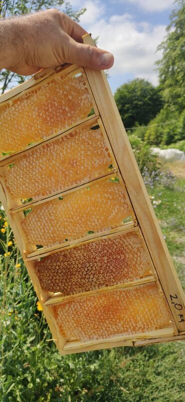 Bal: ELF BEE'S 1977 ECO-PRODUCT FOR HEALTH AND LONGEVITY Tovuzun -da lalafo.az — 10 Bal: ELF BEE'S 1977 ECO-PRODUCT FOR HEALTH AND LONGEVITY Tovuzun — 10