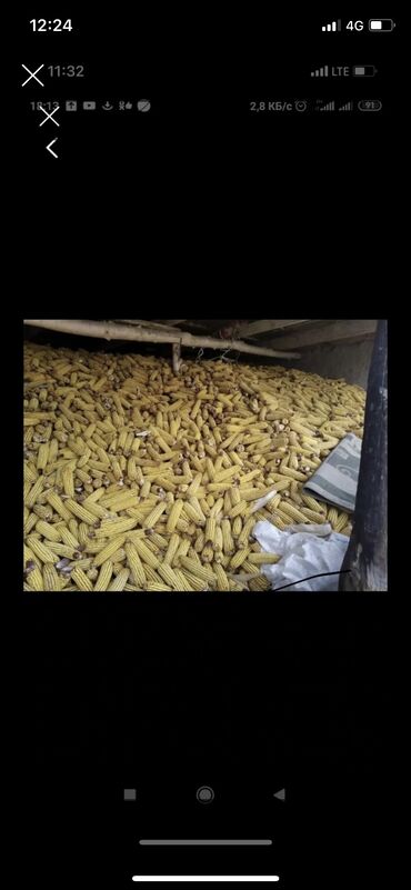 продаю животных: Продаю кукурузу 10-15тон
Сорт Турецкий 700пл 
Хранение в складе 
Номер