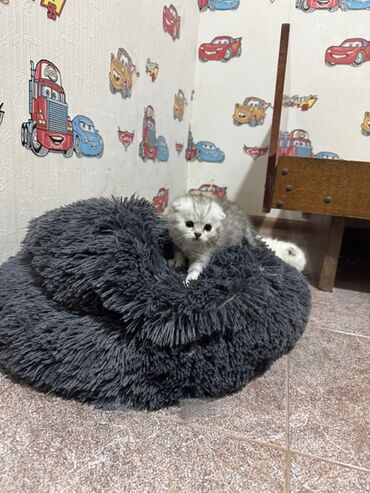 Pişiklər: Britan — 11