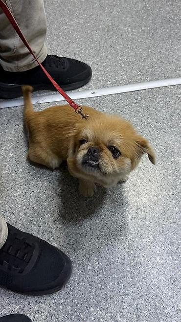 itlər xaski: Pekines — 2