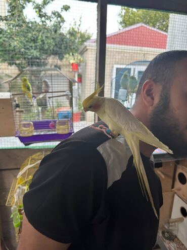 Tutuquşları: Korella 40-70 azn əl quslari bala hazir quslar tutuqusu quslar papuqay — 29