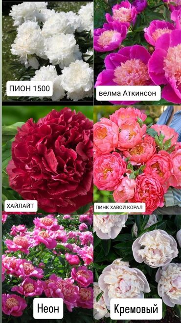 Семена и саженцы: Саженцы цветка: Пионы