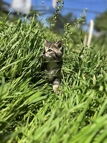 Продажа кошек: 🐾 Очаровательные котята ищут дом! 4 пушистых малыша готовы подарить — 12