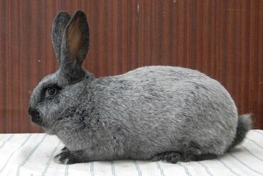 кролик самка: Продаю | Крольчиха (самка), Крольчата | Для разведения | Племенные