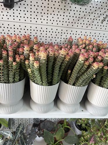 ниже: Суккулент «Розовая башня» (Crassula ‘Buddha’s Temple’/Crassula — 2
