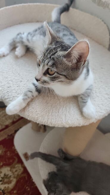 Pişiklər: Sekilleri cevirib baxin her bir piwik pulsuz sahiblendirilir. wp — 9