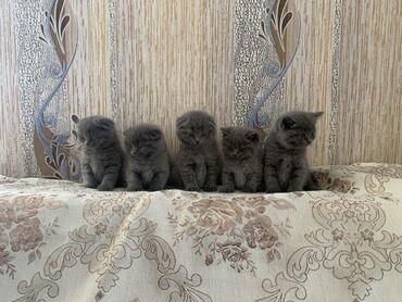 pişik satisi: Шотландская, Самка, Самец, Самовывоз
