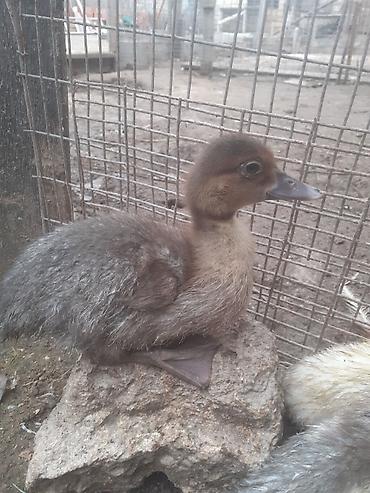 Ördəklər: Erkək, | Macar, Damazlıq, Ünvandan götürmə — 5