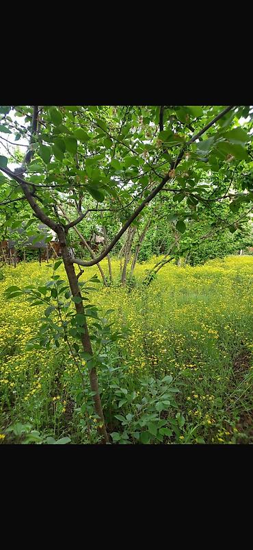 Torpaq sahələrinin satışı: 8 sot, Tikinti, Mülkiyyətçi, Kupça (Çıxarış) — 11