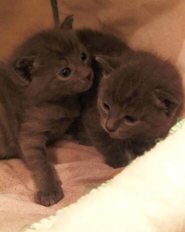 Pişiklər: Britan, Erkək, Dişi — 3