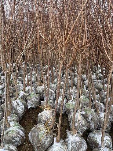Ağaclar: Her növ ağaclar ve dekarativ ağaclar çox ucuz ve qarantili gubresiz — 34
