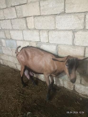 quzu balası: Əssəlamu Alekum alpin oberhas kecisi satılır yanında balasıya birlikdə — 2