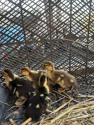 Heyvanlar: Muskovi ördək balaları (indo ducklings) - Cins: muskovi (ördəyi) — 3