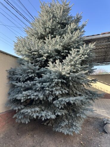 Декоративные деревья: Голубая ель (Picea pungens ‘Glauca’), крупномер. - Вид: колючая ель — 2