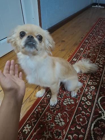 Pekines
