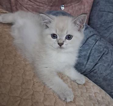Şinşilla, Dişi, Yaxşı əllərə, Ünvandan götürmə, Ödənişli çatdırılma lalafo.az -da Şinşilla, Dişi, Yaxşı əllərə, Ünvandan götürmə, Ödənişli çatdırılma