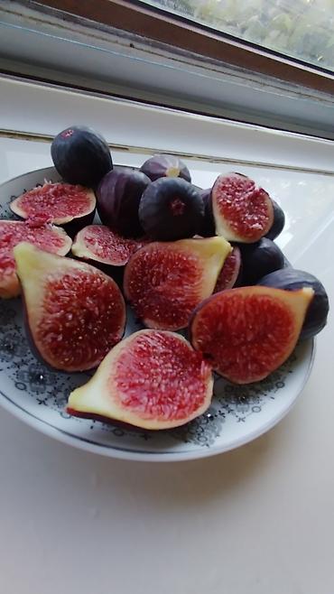 Другие фрукты: ИНЖИР ✅🌱 В весенний период!!!🌱 Откроем сезон продаж саженцев инжира — 1