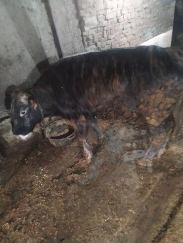 Dana, buzov: 23 dişi dana, 3 erkək dana satılır . Danalar diri çəkiylə 7 manatdan — 14