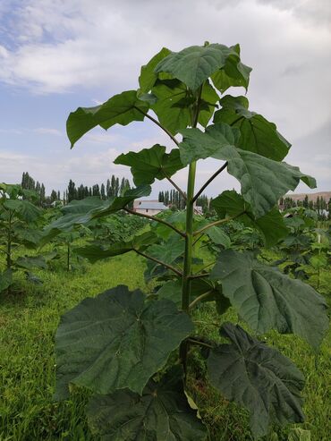 Декоративные деревья: Саженцы деревьев: Павловнии, Платная доставка at lalafo.kg — 2 Декоративные деревья: Саженцы деревьев: Павловнии, Платная доставка — 2