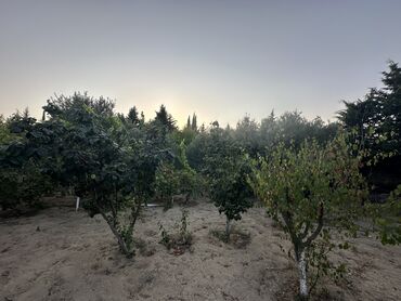 Bağ evlərinin satışı: Digah, 300 kv. m, 7 otaqlı, Hovuzlu, İşıq, Artezian quyusu, Kanalizasiya -da lalafo.az — 2 Bağ evlərinin satışı: Digah, 300 kv. m, 7 otaqlı, Hovuzlu, İşıq, Artezian quyusu, Kanalizasiya — 2