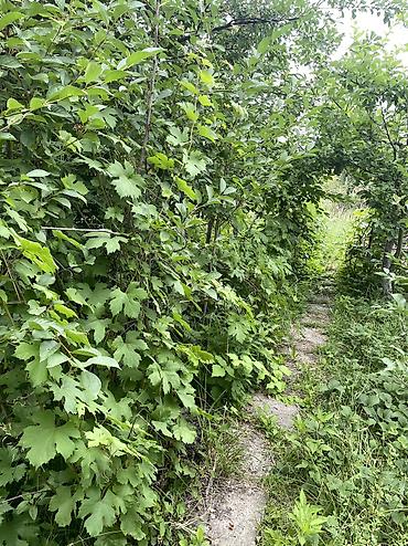 Продажа дач: ПРОДАЕТСЯ Дачный участок, с. Туз, СТ «Нур» (между с. Туз и с. Чон — 3