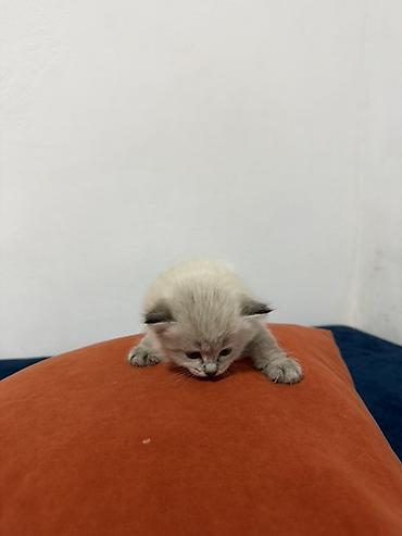 корм для курей несушек: 1 месяц, Девочка — 2