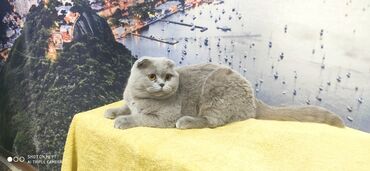 сиамская кошка: Кошка ей 2 года . Царских кровей .Родословная и все документы в