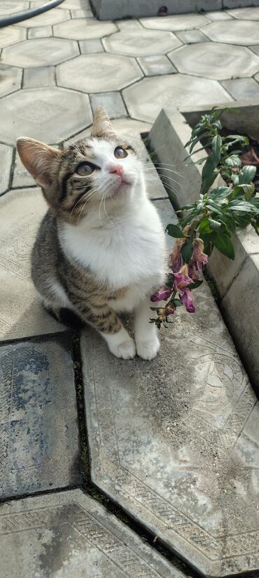 Pişiklər: Tabbi, Dişi, Yaxşı əllərə, Pulsuz çatdırılma — 6