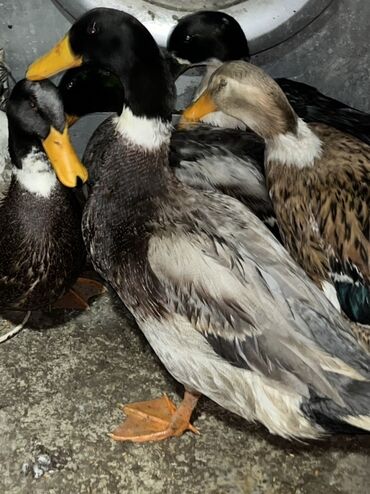 Inəklər, öküzlər: Bir erkek dişi var yene olacap biri 20 azn yumurtluyur Saxlama üçün