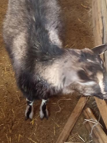 Козы, козлы: Продаю | Коза (самка) | Для разведения — 1