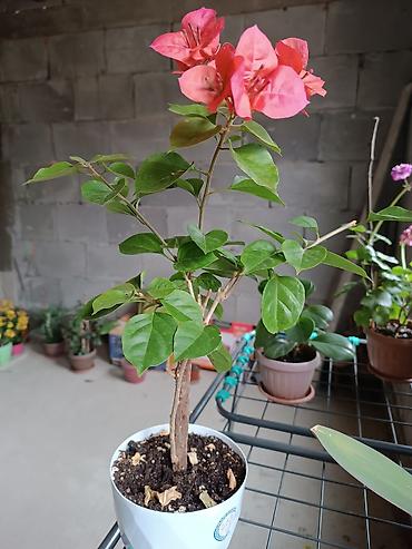 Диффенбахии: Диффенбахия и денежное дерево (толстянка) в горшках Что предлагается — 18