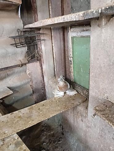 Птицы: Продаю молодых голубей 1 шт стоит пятьсот сом окончательно родители — 5