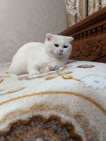 щенок в добрые руки: Шотландская