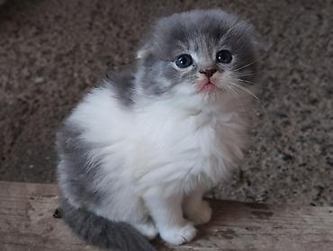 Кошки: Шотландская вислоухая, Самец — 1