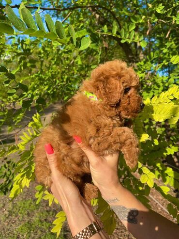 Psi: Odgajivacnica pasa "Happy Puppies" ima u ponudi muzjake patuljaste i — 3