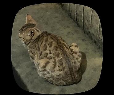 бенгальская кошка домашняя: Бенгальская, 7 месяцев, Девочка, Золотая шиншилла — 1