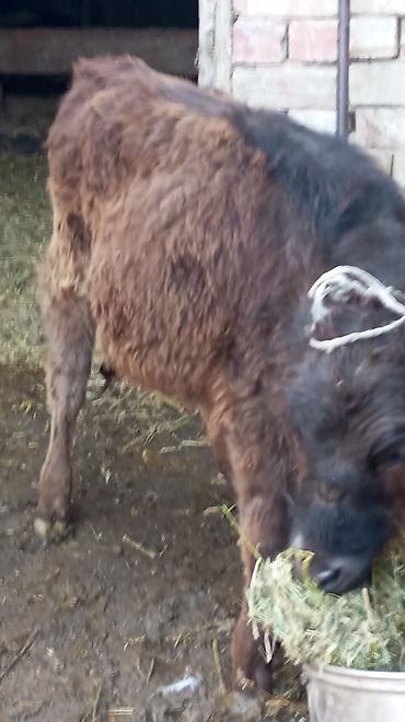 Коровы, быки: Продаю | Тёлка | Для разведения — 10