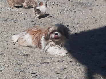 İtlər: Pekines, 8 ay, Erkek, Ödənişli çatdırılma — 2