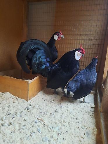 www.toyuq ve cuce yem qablari: Minorka Ağ Qulaq. 3 Ədəd. 1 Xoruz 2 Yumurtayan Fərəsi. Barter Yoxdur! — 3