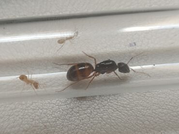 корм для форели купить: Camponotus fedtshenkoi - степной муравей древоточец, хорошо подходит