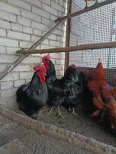 Птицы: Продаю — 1