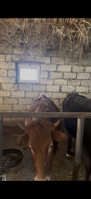 Inəklər, öküzlər: 18 baş dişi 230kq usbe us cekileri 5 aydi bağdadı — 17