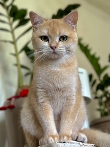 британская короткошерстная кошка шиншилла: Золотая шиншилла, девочка, в дорогом окрасе NY12, привозная, с