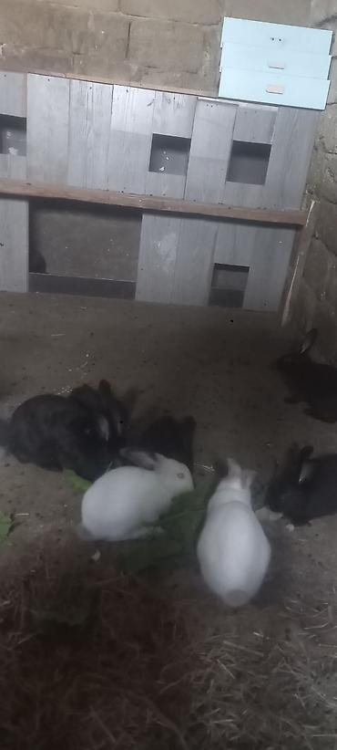 Dovşanlar – evdə bəslənən, sakit xasiyyətli, tez öyrəşən heyvanlar