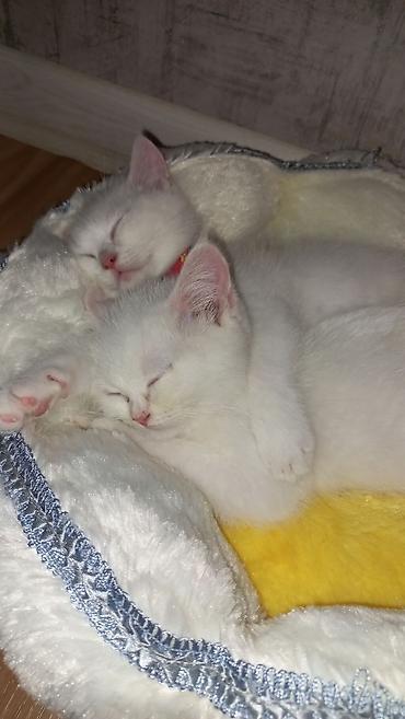 Кошки: Шиншилла, Самец, В добрые руки, Бесплатная доставка — 3
