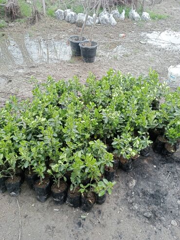 Şitillər: Toptan ve perakende formada yasil ve meyve agaclarin satisi🌴🌳🌱🍃 -da lalafo.az — 11 Şitillər: Toptan ve perakende formada yasil ve meyve agaclarin satisi🌴🌳🌱🍃 — 11